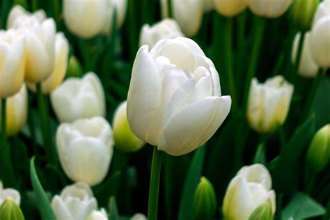 15 Types of White Tulips That Will Look Truly Magical in Your Garden