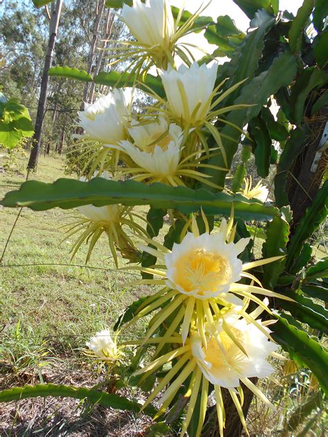 dragon fruit flower plant - Jeneva Milliken