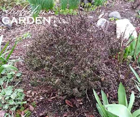 How to Prune Barberry (Berberis) - The Fabulous Garden