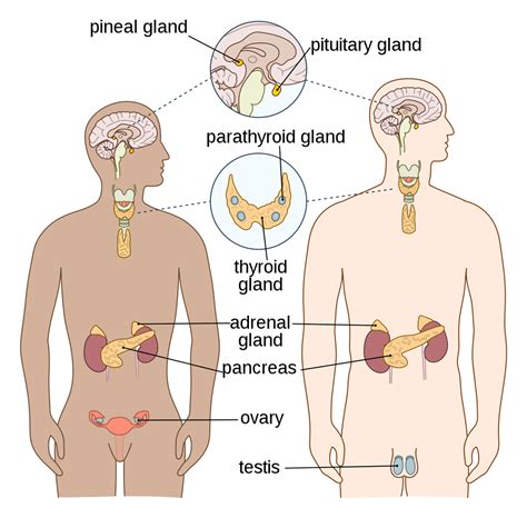 Unsafe plastics in everyday products alter hormones & weight ...