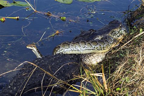 Alligator Devours Burmese Python In Battle For Florida's Everglades ...