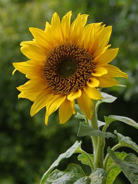 File:A sunflower.jpg