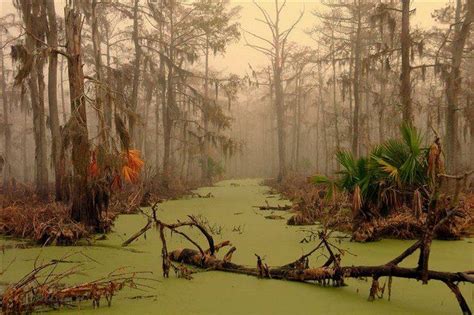 louisiana swamp Louisiana Swamp, Louisiana Usa, Swamp Tours, Eerie ...