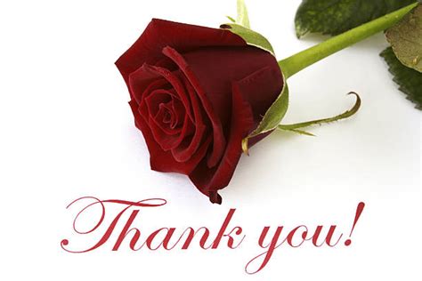 Thank You Message With Red Roses Stock Photos, Pictures & Royalty-Free ...