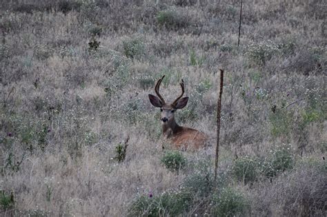 Photo Gallery - Estes Park, CO Cabins | Estes Lake Lodge