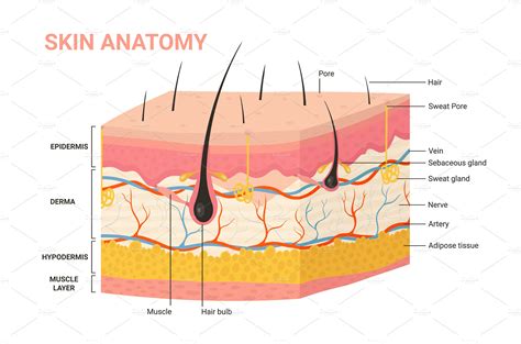 Skin Diagrams For Kids