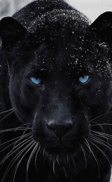 Blue eyes, black, panther, HD phone wallpaper | Peakpx