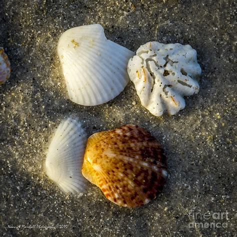 Sanibel Island Shells 16 Photograph by Nancy L Marshall - Fine Art America