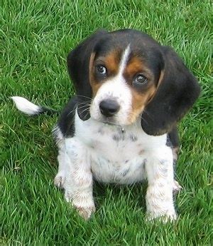 Pocket Beagle Dog Breed Information and Pictures