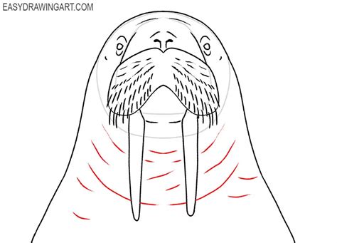 How to Draw a Walrus Face - Easy Drawing Art