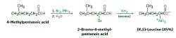 Synthesis of Amino Acids - Chemistry Optional Notes for UPSC PDF Download