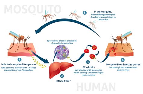 Malaria Mosquito