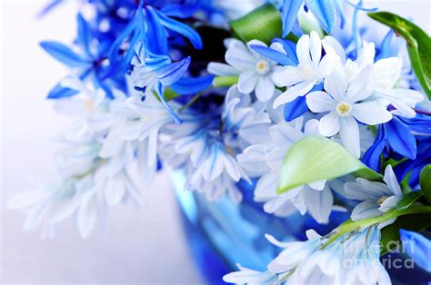 Beautiful Blue Flower Photograph by Boon Mee