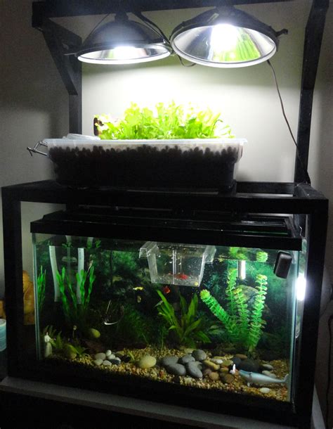 Build an Aquaponics Farm with your Fish Tank!