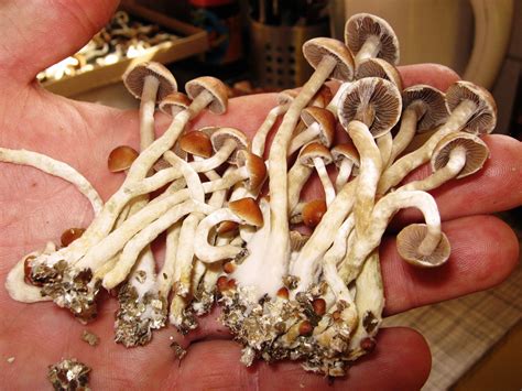 Denver Considers Telling Law Enforcement To Let 'Magic Mushrooms' Be ...