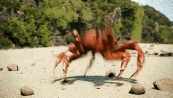 Crab Dance GIF - Crab Dance Dancing - Discover & Share GIFs