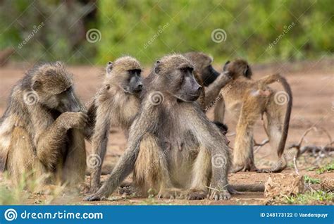 Chacma Baboon Family Troop Interaction Stock Photo - Image of holiday ...