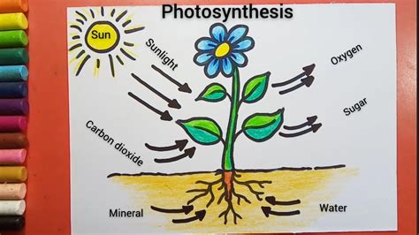 Photosynthesis Diagram