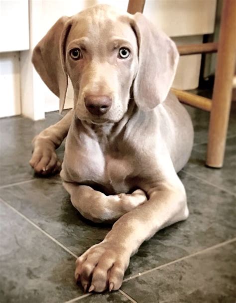 Weimaraner puppy 9 weeks old | Weimaraner puppies, Beautiful dogs, Dog ...