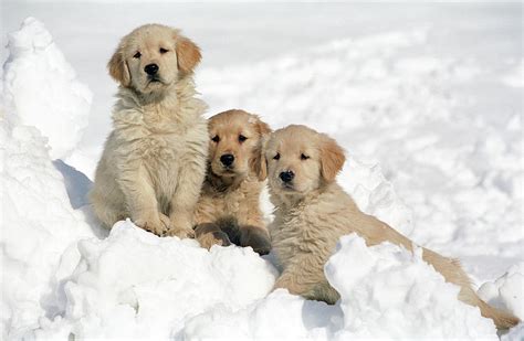 Golden Retriever Puppies In Snow Photograph by Stan Fellerman