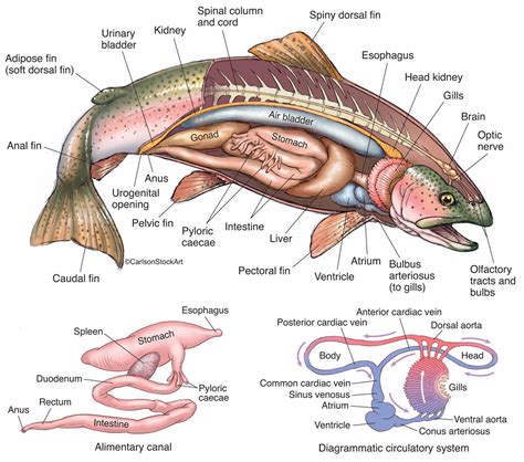 Bony Fish Anatomy - Rainbow Trout 1 | Image License | Carlson Stock Art