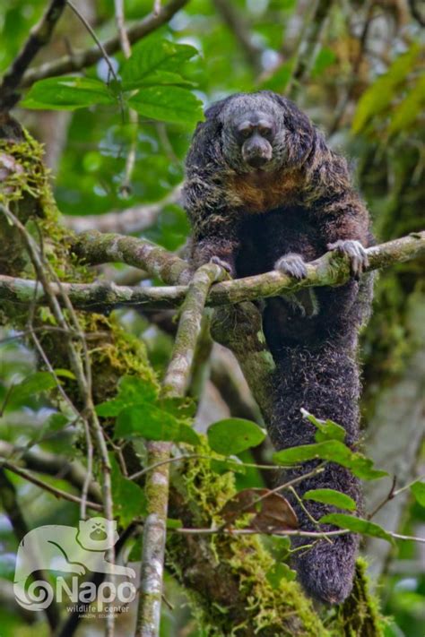 Yasuni National Park - Napo Wildlife Center