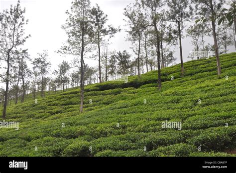 Tea cultivation in India Stock Photo - Alamy