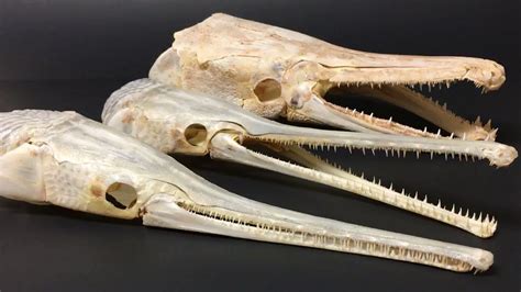 Longnose Gar Skulls + Alligator Gar Skull + Jaw - YouTube