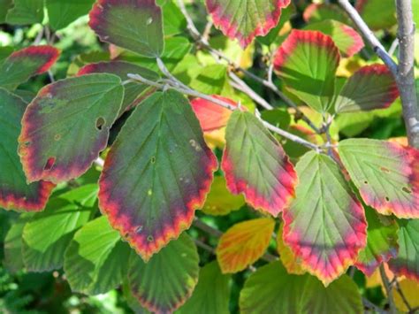 witch-hazel-Hamamelis-start of fall color | Plants, Fall foliage, Witch ...