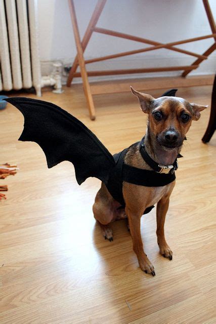 dog bat costume by SmallHomeBigStart, via Flickr Big Dog Costumes, Bat ...