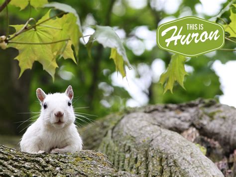 Exeter's White Squirrel. www.thisishuron.ca | Huron county, Huron, Animals