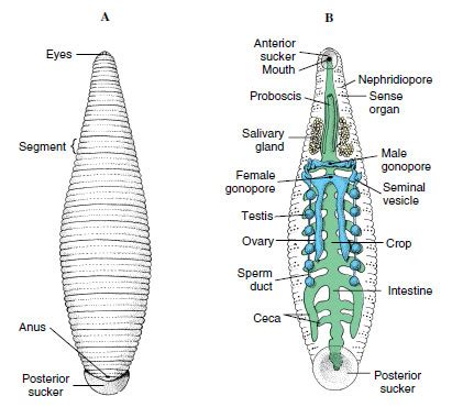 Structure Of Cattle Leech Hirudo Zoology