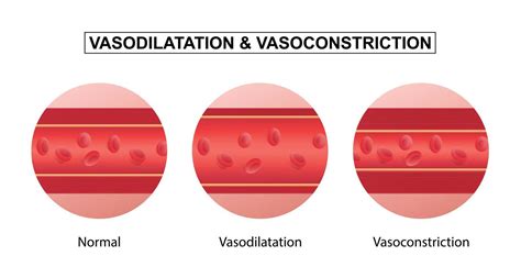 Vasodilation and vasoconstriction. comparison of Blood vessels ...