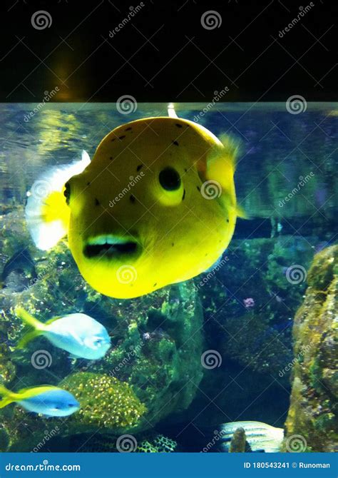 Yellow aquarium fish stock image. Image of empire, constantinople ...