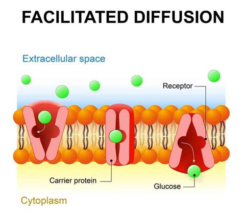 3 Types of Diffusion (Plus Examples for Each) – Nayturr