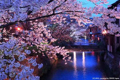 Captivating, Night and Day! March Cherry Blossoms｜ZEKKEI Japan