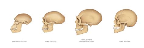 A snapshot of our mysterious ancestor Homo erectus