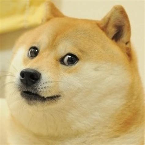 Doge Blank Meme Template - Imgflip