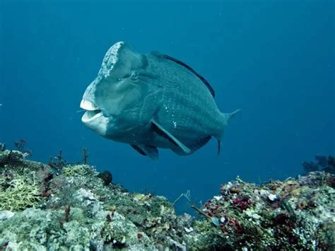 The Most Beautiful Parrotfish Species and 7 Amazing Facts About Them ...