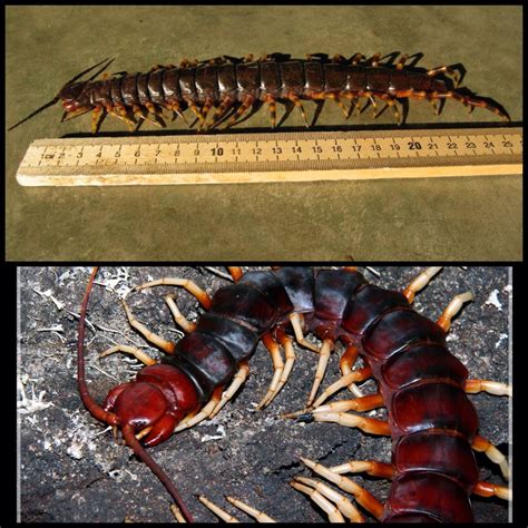 The Amazonian giant centipede is the largest centipede alive, reaching ...