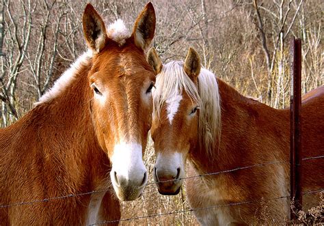 South Carolina State Heritage Work Animal | Mule