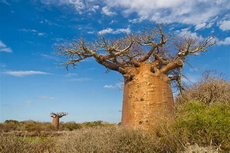 Baobab tree in Madagascar | Socotra, Arbol de cerezo, Cipreses