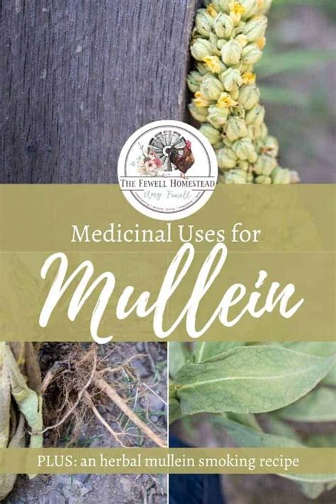 Medicinal Uses of Mullein — Grow, Harvest, and Use - Amy K. Fewell