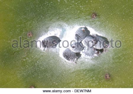 cochineal (Dactylopius coccus), colony on a prickly pear, Spain Stock ...