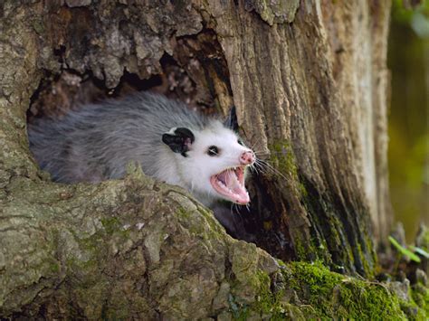 Opossum Facts: Removal & Control of Opossums - PestWorld