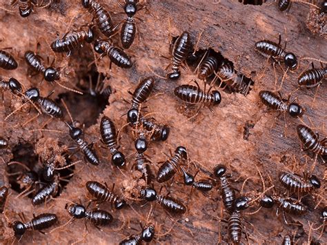 A Complete Guide To Western Subterranean Termites | Termites In AZ