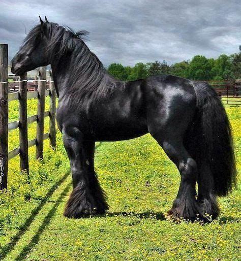 Friesian horse stallion; Baroque style are my favorite. Looks like a ...