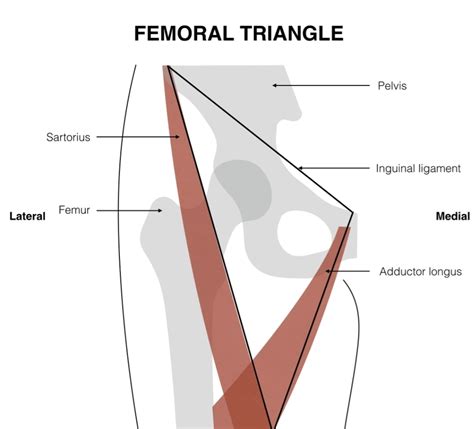 Femoral triangle