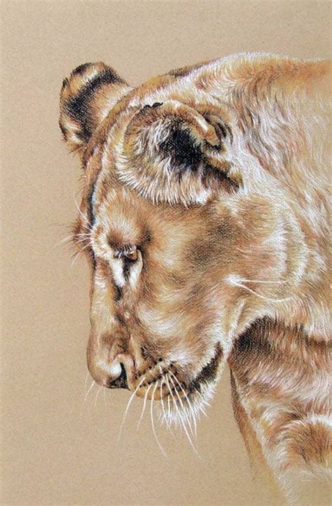 Lioness Drawing - Portrait In Pastel Pencil