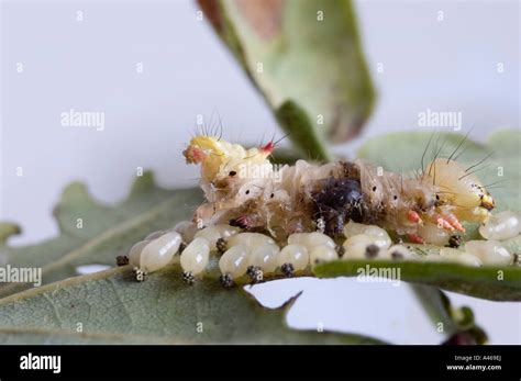 Ichneumon wasp larvae Stock Photo - Alamy